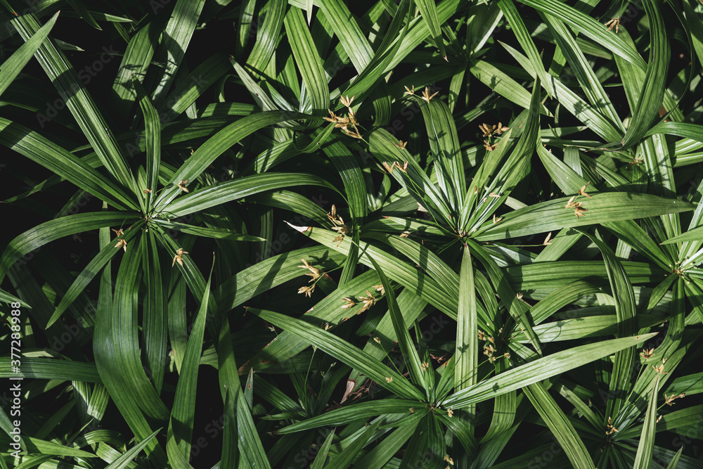 Green plant leaves backdrop background, top view