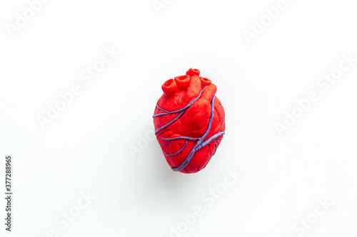 Anatomical heart. White background top view