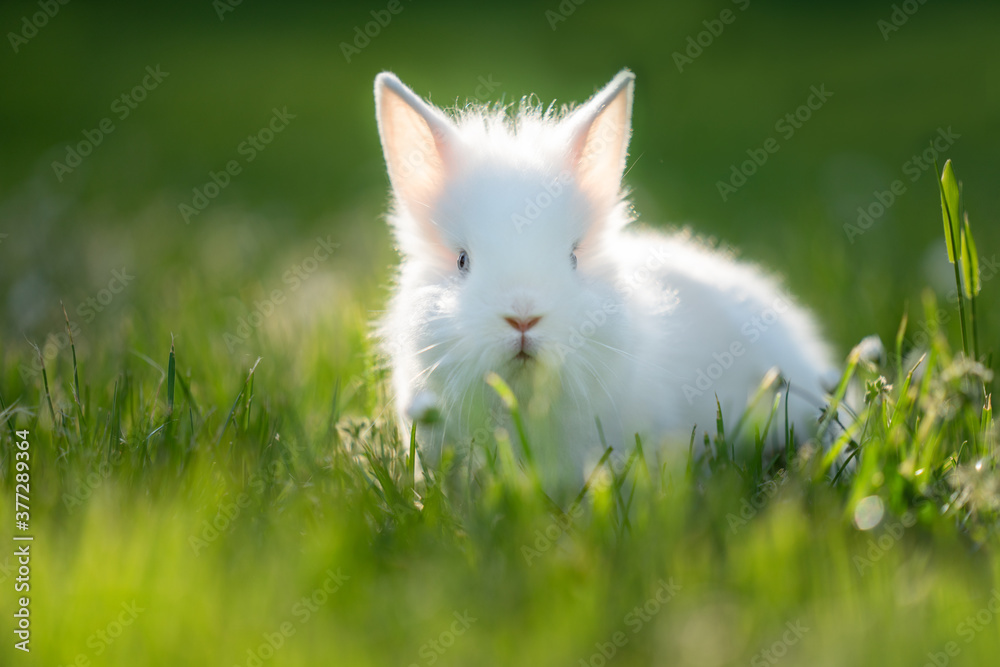 White rabbit staying in the green grass.