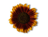 Brown and yellow sunflower isolated on white
