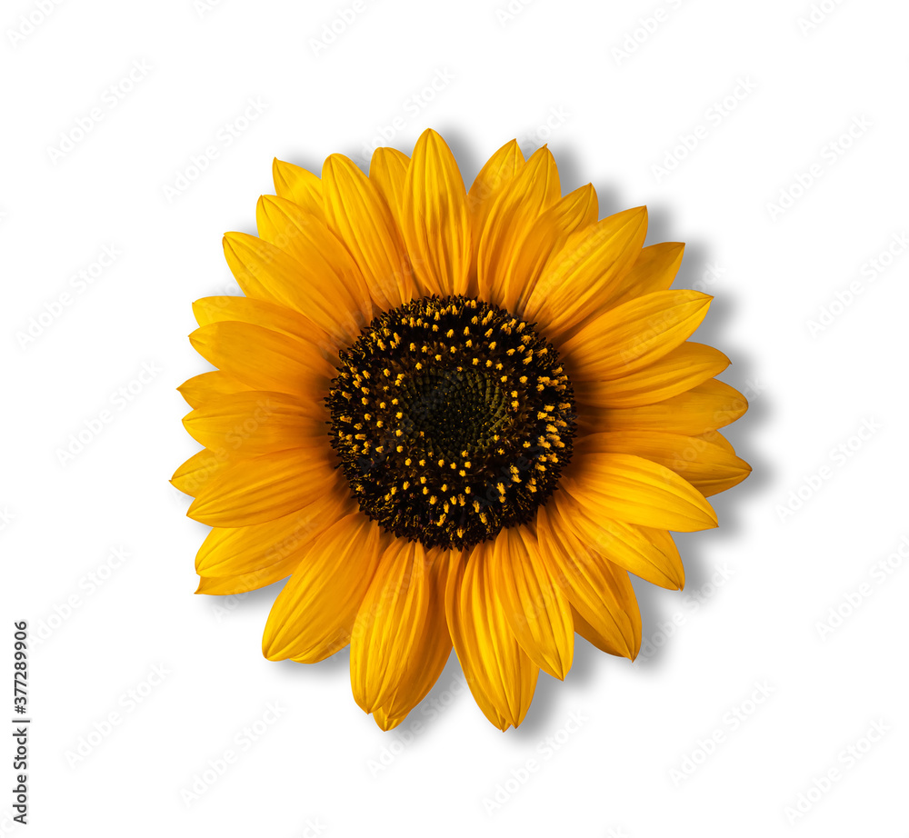 Fototapeta premium One bright orange sunflower isolated on white