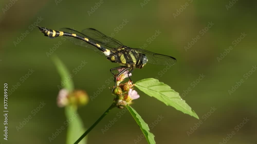 Tiger Dragonfly in flower UHD MP4 4k. Tiger Dragonfly in flower UHD MP4 4k.