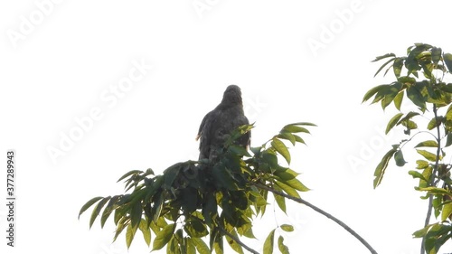 ommon Eagle in tree UHD MP4 4k . photo