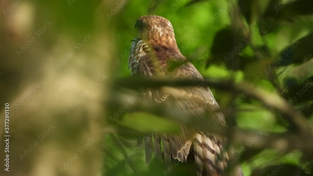 HAwk in free chilling UHD MP4 4k . HAwk in free chilling UHD MP4 4k .