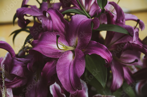 large purple lily flower in a garden photo