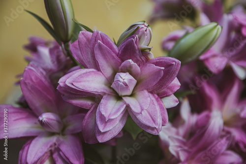 purple lily flower in a garden, bud of lily