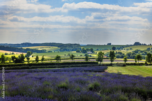 Cotswolds Gloucesteshire England UK. Lush green agricultural costwold landscape photo