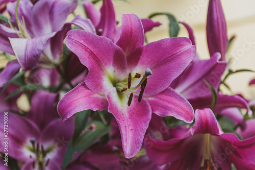 large purple lily flower in a garden