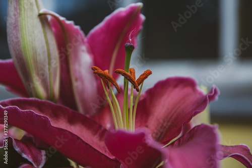 purple lily flower in a garden