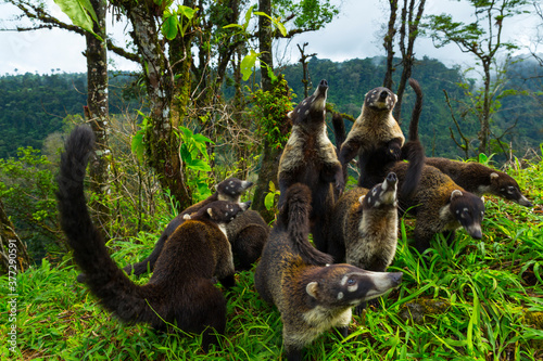 White-nosed coati (Nasua narica), Alajuela Region, Costa Rica, Central America, America