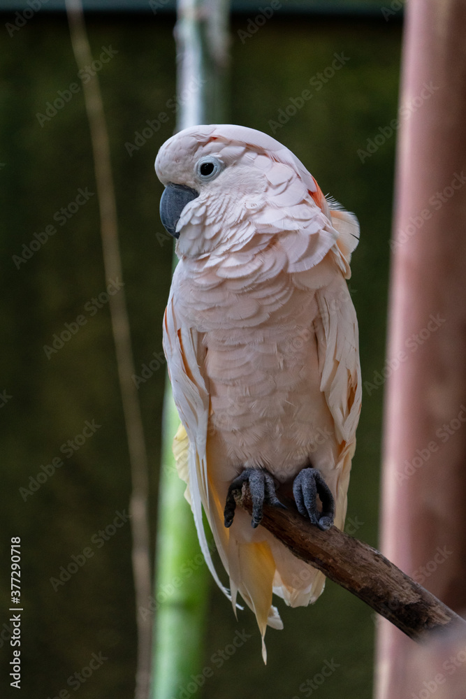 Fototapeta premium Single Salmon-crested cockatoo perched on the tree.