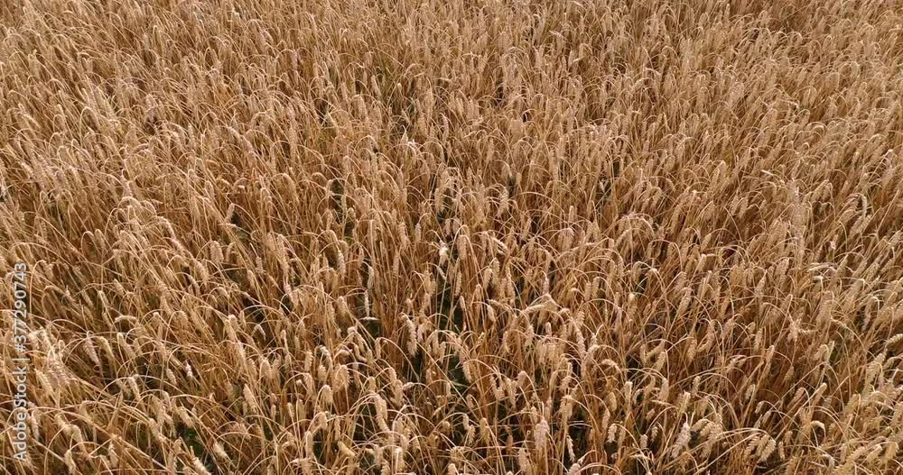 Field of wheat, a top view. Photo Shooting quadrocopters field of ripe crops. Field of wheat, a top view. Photo Shooting quadrocopters field of ripe crops.