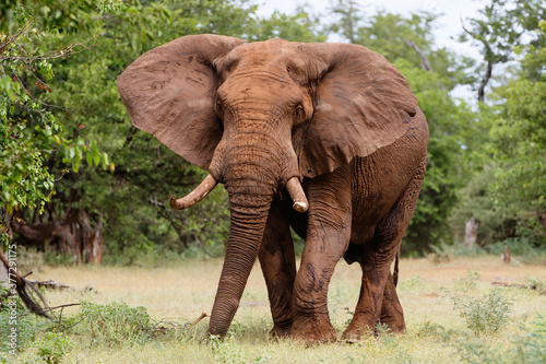 Elephant bull walking in the Kruger National Park in the green season in South Africa