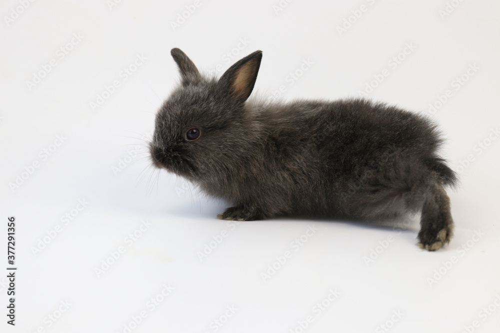 Obraz premium Black Bunny Rabbit on White Background