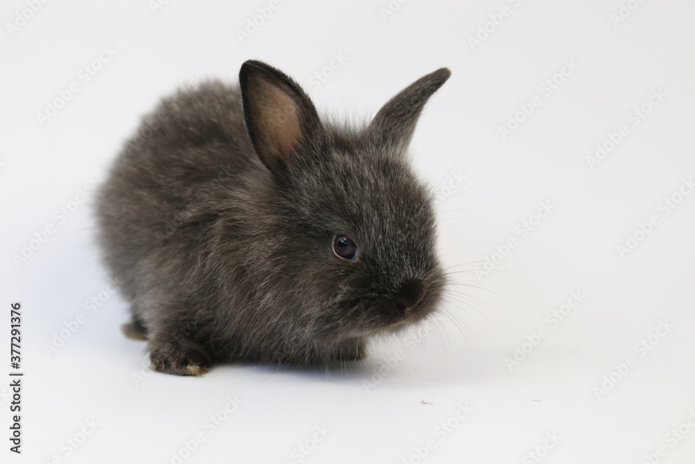 Obraz premium Black Bunny Rabbit on White Background