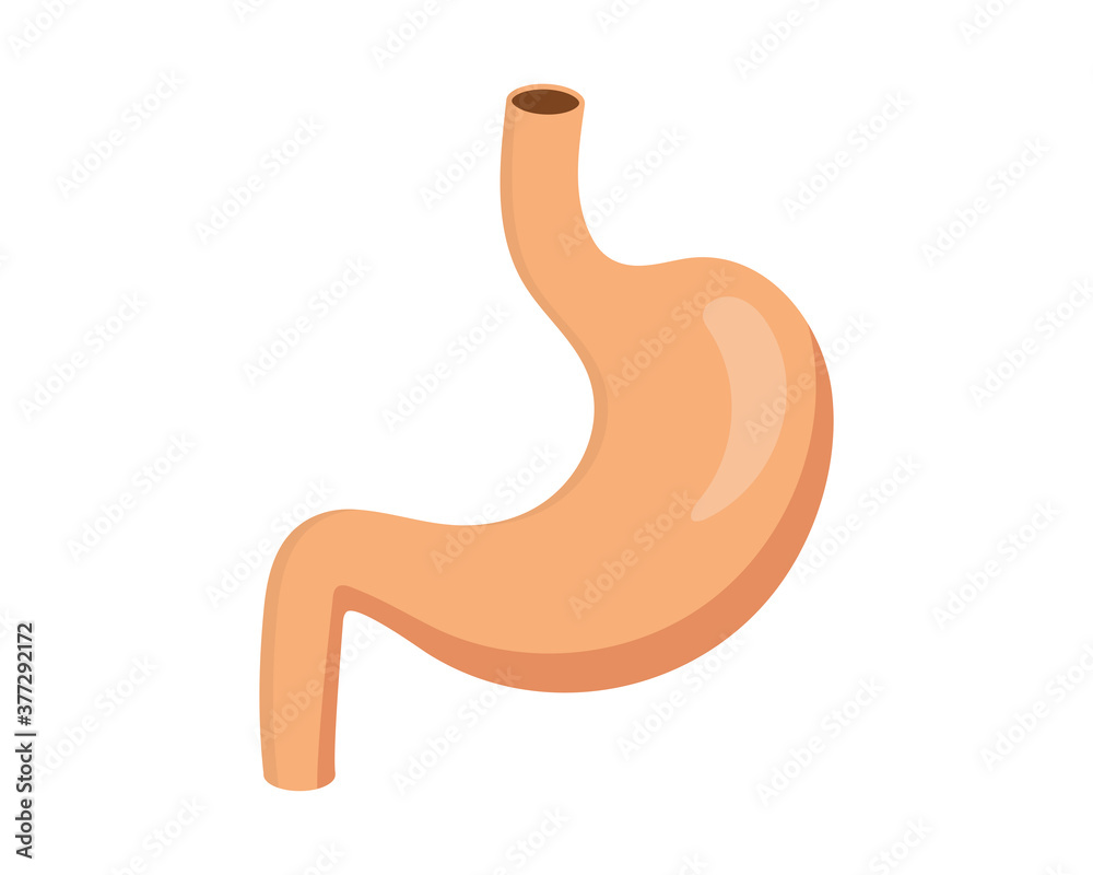 Stomach flat illustration. Human internal organ. Part of the digestive system. Stomach flat illustration. Human internal organ. Part of the digestive system.