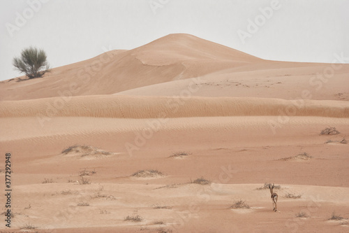 sand dunes in the desert at sunrise