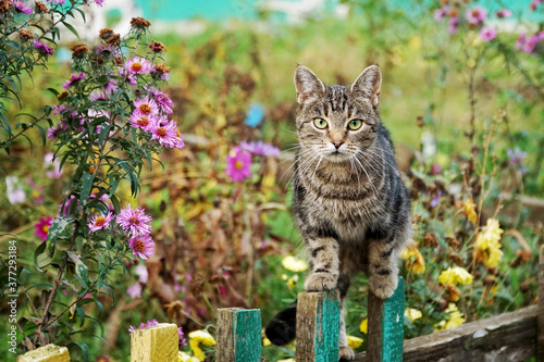 Fototapeta Naklejka Na Ścianę i Meble -   A cat sits on a fence of a garden where flowers grow.