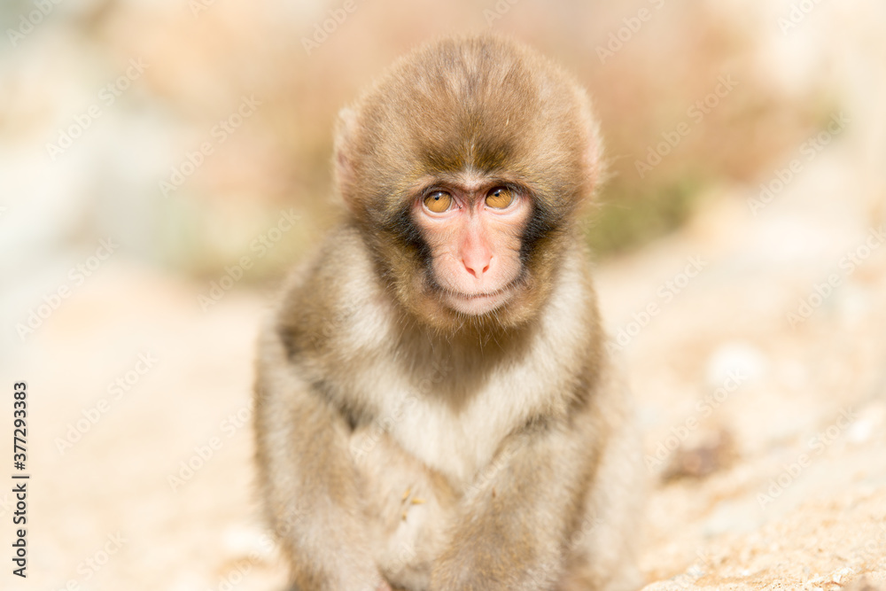 Naklejka premium ニホンザルの自由で楽しい暮らしのポートレート 猿のかわいい姿