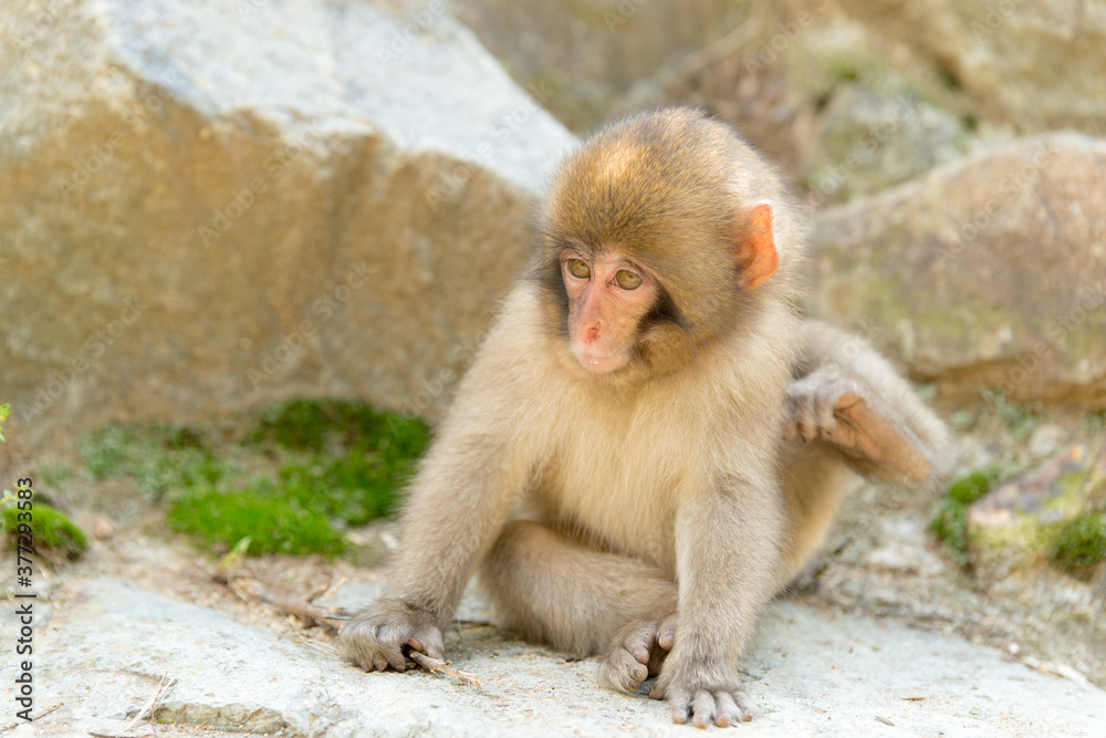 Fototapeta premium ニホンザルの自由で楽しい暮らしのポートレート 猿のかわいい姿