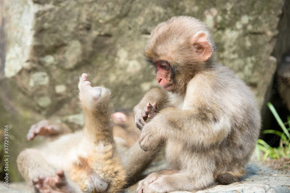 Naklejka premium ニホンザルの自由で楽しい暮らしのポートレート 猿のかわいい姿