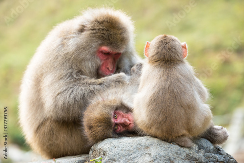 ニホンザルの毛づくろい 猿のかわいい姿 © Sou