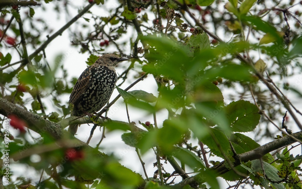 Fototapeta premium Star