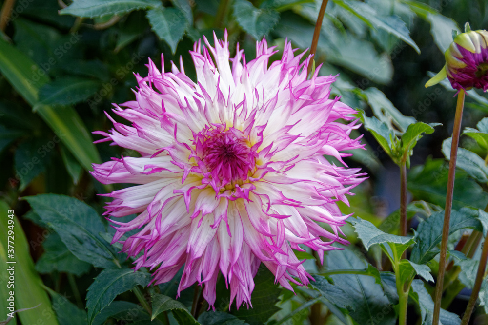 Fototapeta premium Dahlia Nadia Ruth