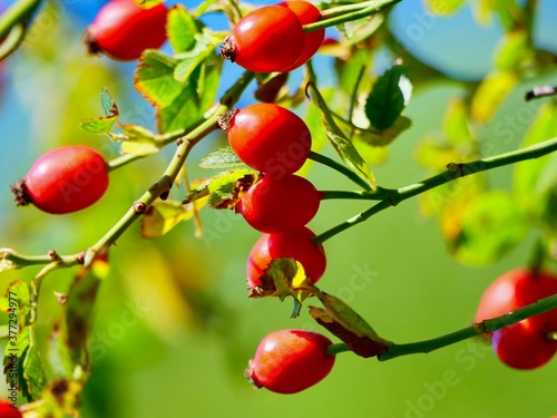 Red rose hips of dog rose. Rosa canina, commonly known as the dog rose, is a variable climbing, wild rose species native to Europe.