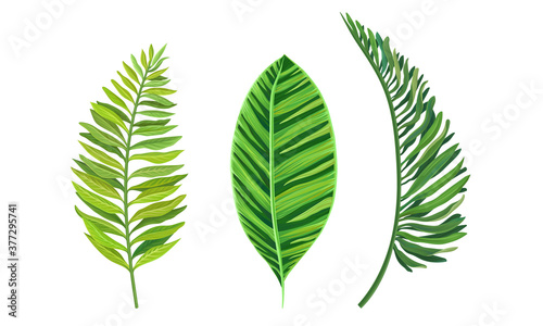 Green Tropical Leaves as Exotic Flora Vector Set
