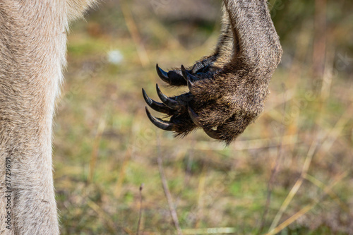 Eastern Grey Kangaroo male front claws