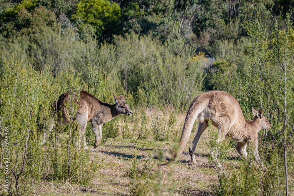 Two Eastern Grey Kangaroo males checking out each other