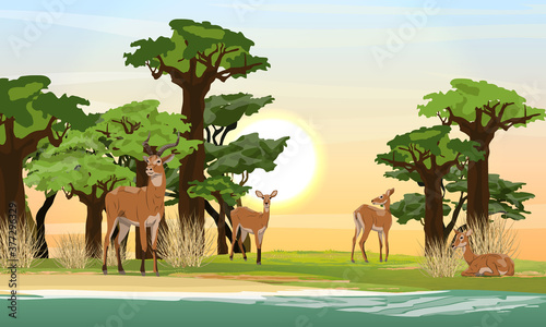 A herd of Cob antelopes on the bank near the river. African savannah and bush, sandy shore of the hand and thickets of baobabs on the shore. Wild mammals of central Africa. Realistic vector landscape