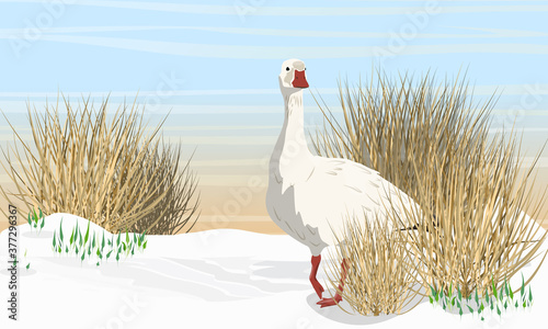 Snow goose on the snow in the overgrown dry arctic bush. Spring in the North. Birds of the Arctic. White arctic goose Anser caerulescens. Realistic Vector landscape