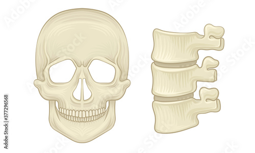 Bone and Joints as Parts of Human Skeleton Vector Set
