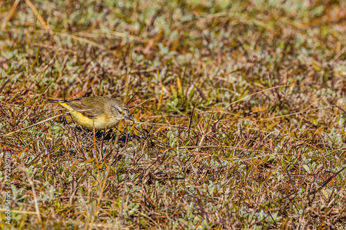Yellow-rumped Thornbill looking for food