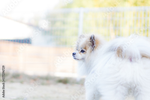 Tableau sur toile ポメラニアン 犬 ポメ 小型犬