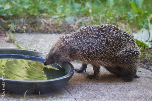 Abgemagerter Igel im Sommer  photo