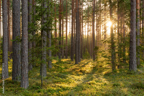 Forest scene with mossy ground in sunny evening in summer in August in Latvia