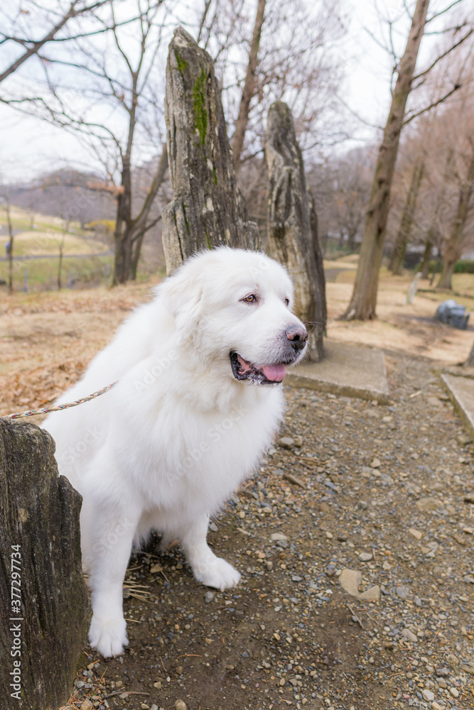 グレートピレニーズ 超大型犬 犬 白い犬 ピレネー グレートピレニーズ 超大型犬 犬 白い犬 ピレネー