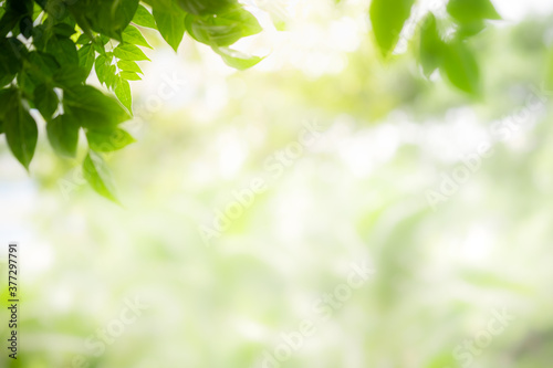 Concept nature view of green leaf on blurred greenery background in garden and sunlight with copy space using as background natural green plants landscape  ecology  fresh wallpaper concept.