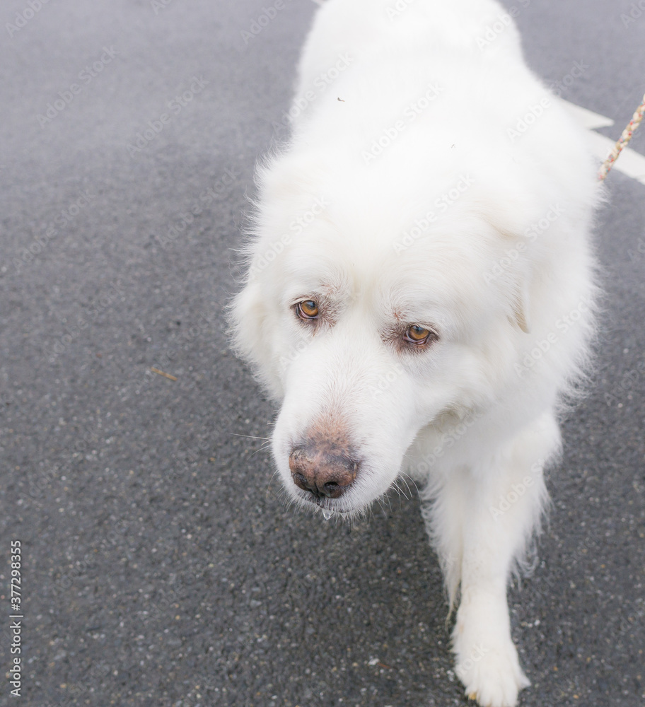 グレートピレニーズ　超大型犬　犬　白い犬　ピレネー