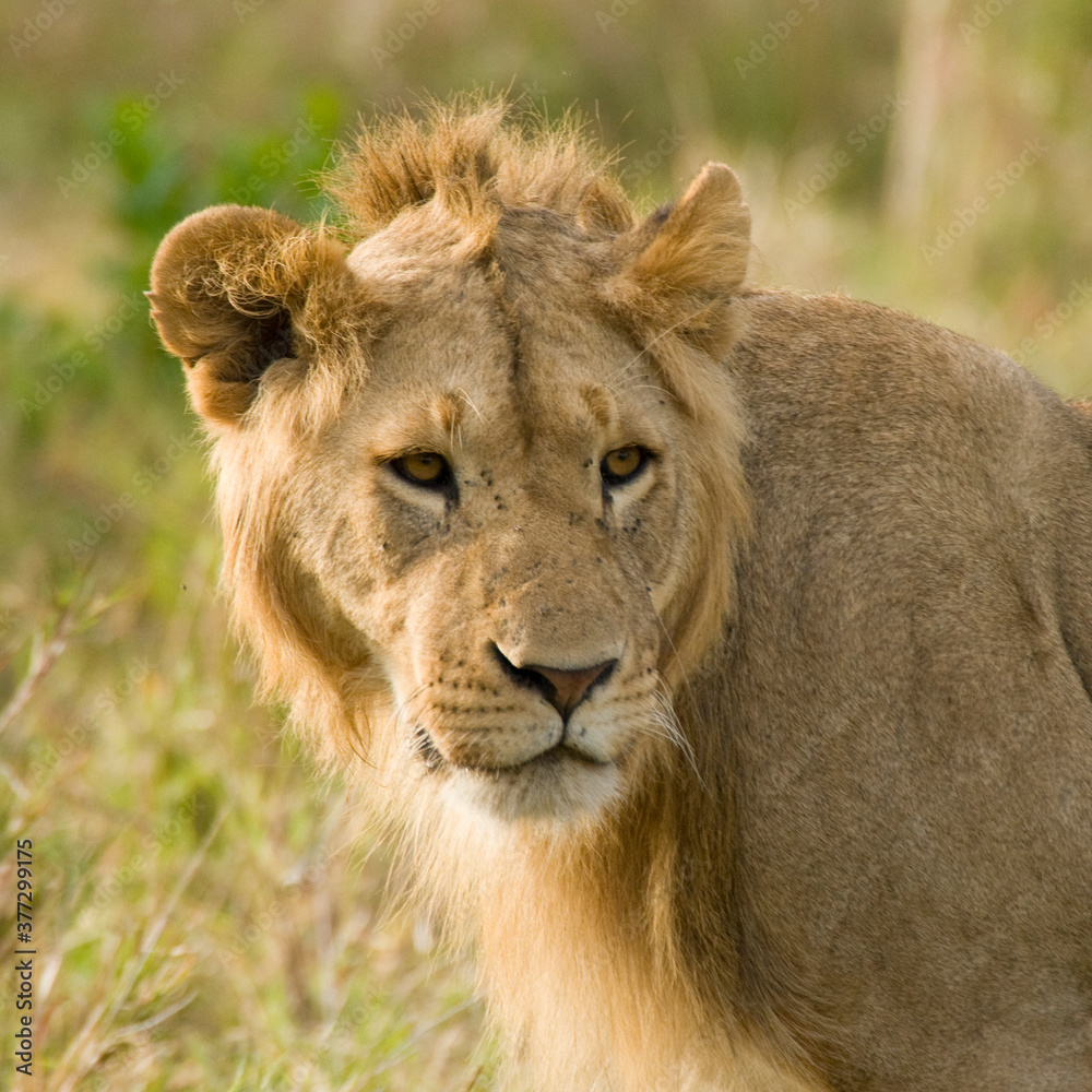 Fototapeta premium Juvenile male lion in the Maasai Mara, Kenya
