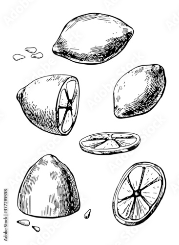 Juicy lemon sketch, cut, slice, whole, seeds. Set in a graphic style.
