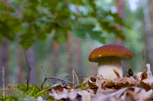 cep mushroom in forest foliage