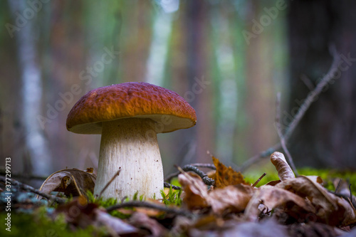 cep mushroom in wood moss and foliage