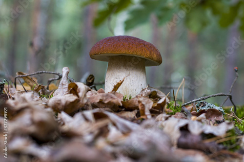 large cep mushroom in forest foliage