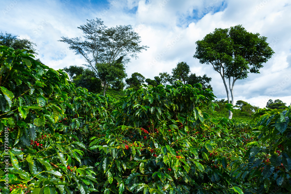Φωτογραφία Coffee Plantation, Doka Estate,  Alajuela, Costa Rica, Central America, America