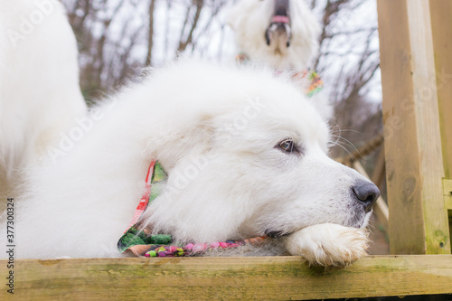 グレートピレニーズ 超大型犬 犬 白い犬 ピレネー