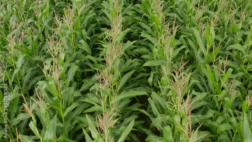 Corn Crops Field close up Birds Eye Top Down Aerial Overhead View, rich Green Agriculture Corn Crops Field close up Birds Eye Top Down Aerial Overhead View, rich Green Agriculture